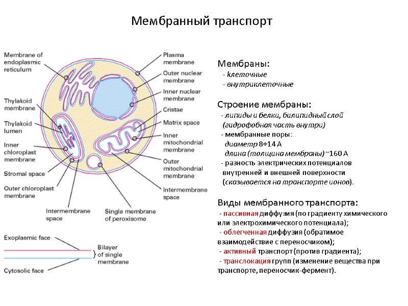 Мембранный транспорт  Мембраны:    - kлеточные    - внутриклеточные